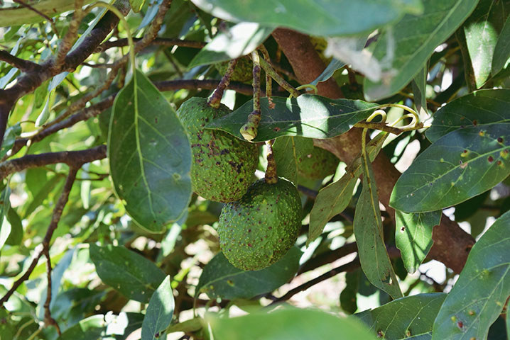 Avocado Farm