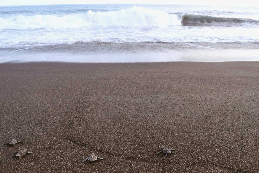 Baby Schildkröten in Monterrico