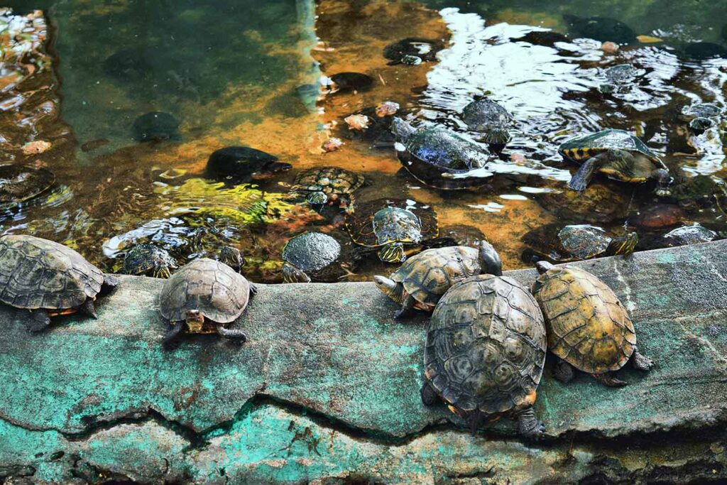 Schildkröten Tortuga Marina