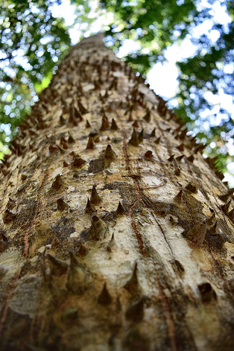 Wichtigster Baum der Mayas