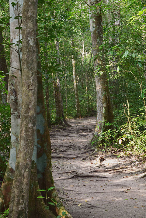 Wanderweg zum El Mirador