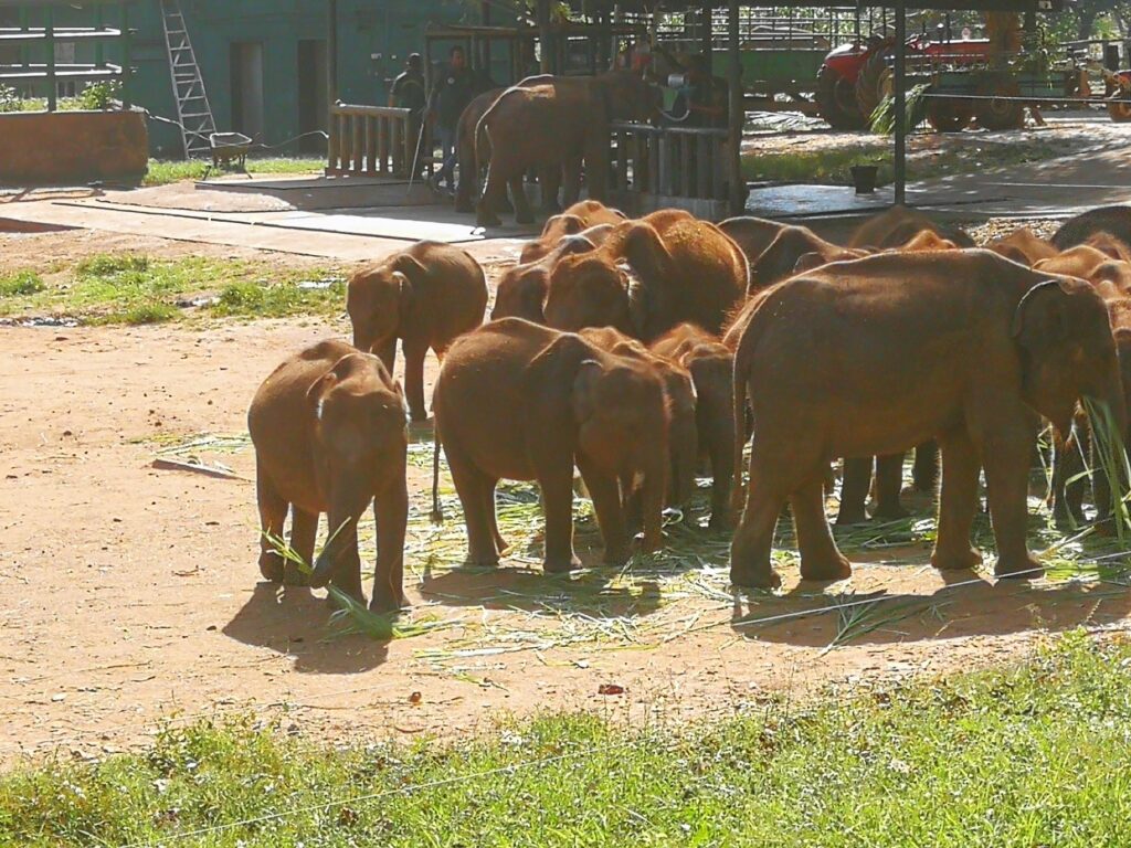 Sri Lanka Elefant